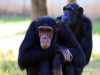 Conferencia en Abierto. Comunicación Social en Primates: la Expresión Facial de las Emociones en los Chimpancés