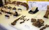 Viaje cultural: Yacimientos paleontológicos de Pinilla del Valle (Neandertales), Arboreto Giner de los Ríos y Monasterio de El Paular